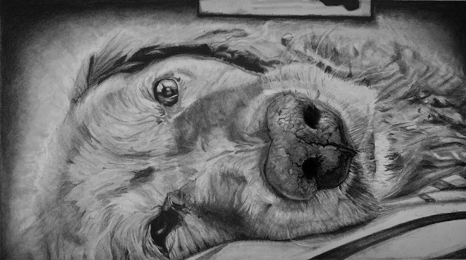 Graphite illustration of Eli's dog Misty resting